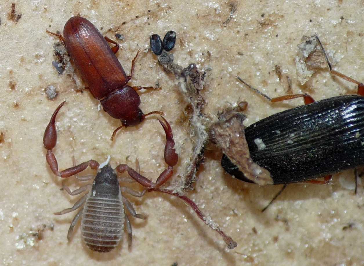 Piccoli Tenebrionidae